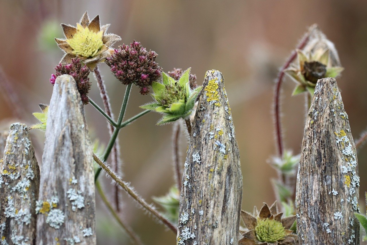 Gartenarbeit im Herbst: die wichtigsten Tipps