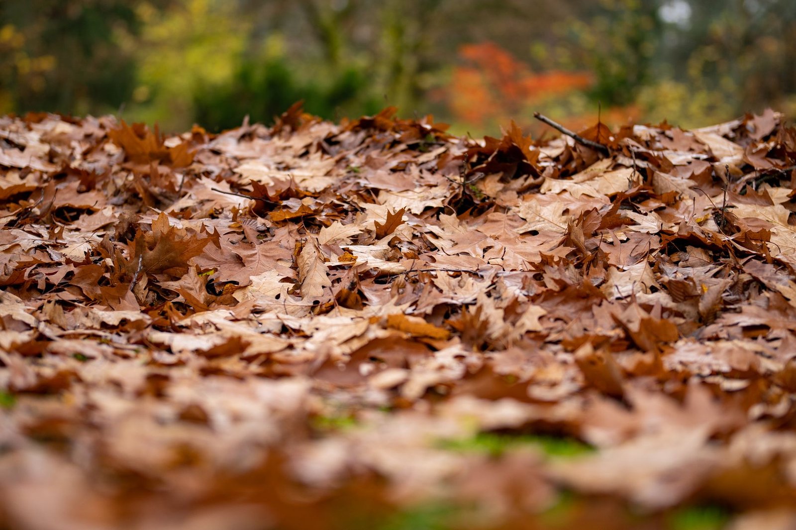 Laub im Frühling entfernen: was wirklich hilft